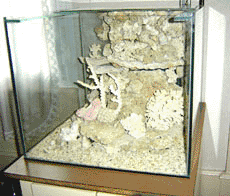 aquarium avec décor